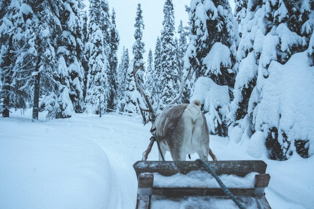 Reindeer Sleigh Rides Lapland
